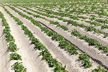 Image showing Agriculture,   potato field  