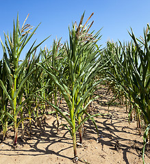 Image showing corn field, agriculture  