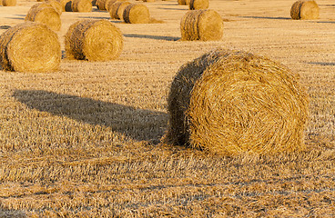 Image showing   harvest of cereals