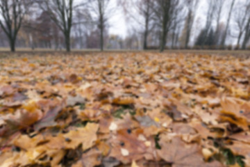 Image showing Park in the fall  