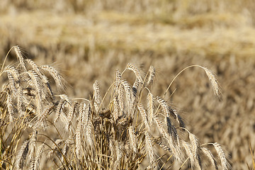 Image showing ripe yellow cereals  