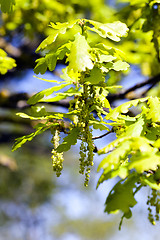 Image showing Flower closeup oak 