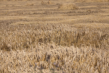 Image showing ripe yellow cereals  