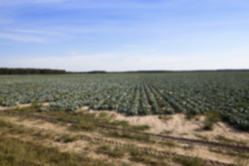 Image showing Field with cabbage, summer  