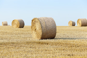 Image showing   harvest of cereals 