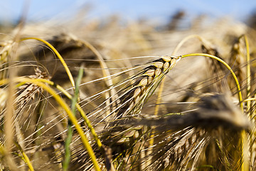 Image showing ripe yellow cereals  