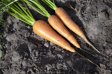 Image showing Carrots on the ground 