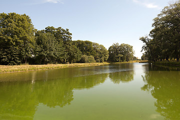 Image showing green swamp, close-up 