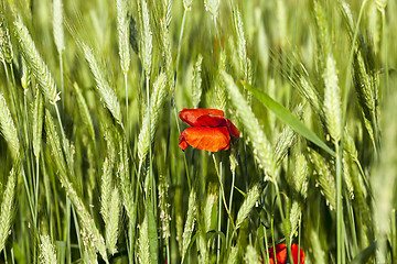 Image showing Poppy in the field  