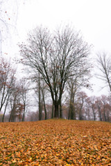 Image showing Park in the fall  