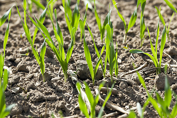 Image showing field with cereals  