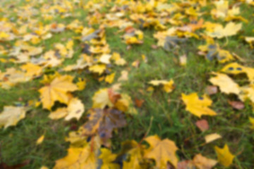 Image showing Autumn Park, overcast 