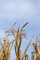 Image showing Green immature corn  