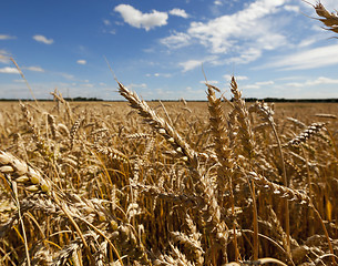 Image showing ripe yellow cereals  