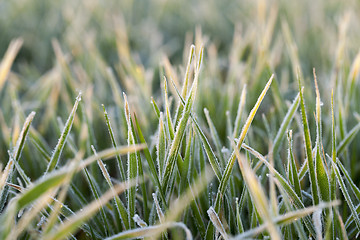 Image showing wheat during frost 