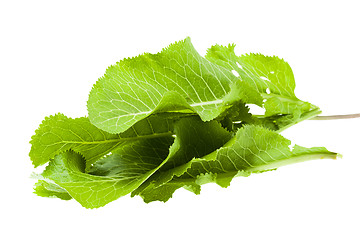 Image showing isolated horseradish leaves  