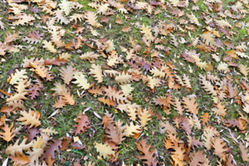 Image showing old autumn foliage  