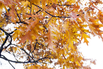 Image showing Autumn Park, overcast  