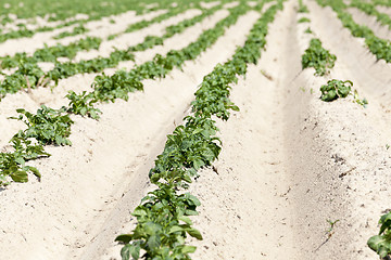 Image showing Potatoes in the field  