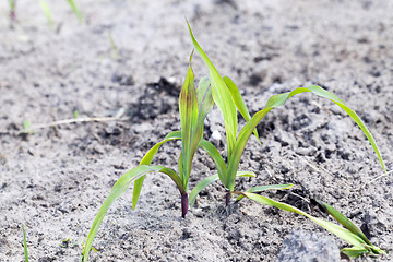 Image showing young sprout of corn 