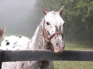 Image showing stallion