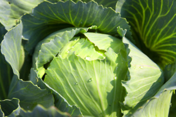 Image showing green cabbage with drops  