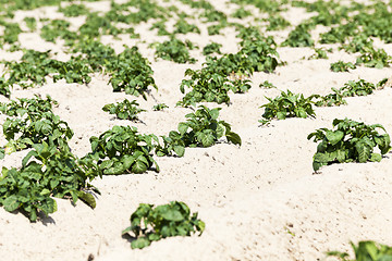 Image showing Potatoes in the field  