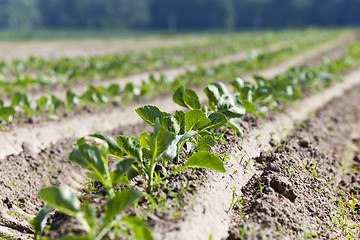 Image showing green cabbage in a field  