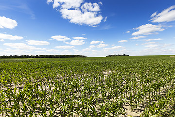 Image showing Field with corn  