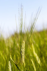 Image showing immature grass sky 