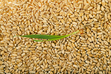 Image showing Sprouted wheat grain 