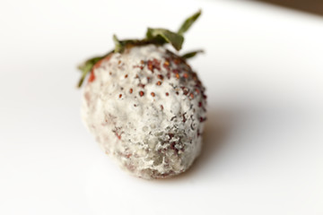 Image showing Strawberry with mold