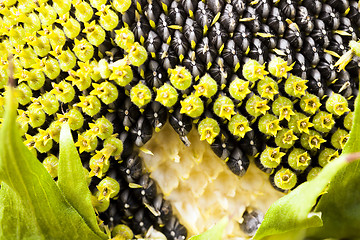 Image showing part ripe sunflower with seeds