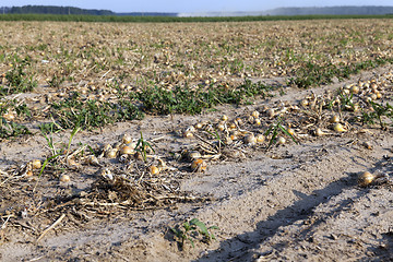 Image showing Harvesting onion field