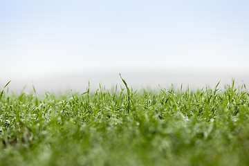 Image showing young grass plants, close-up