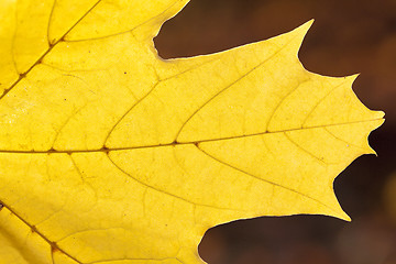 Image showing autumn in the park