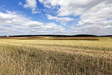 Image showing collection rapeseed crop