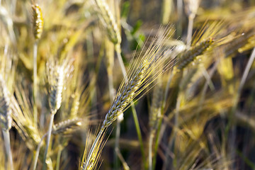 Image showing farm field cereals