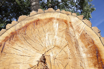 Image showing cut down a tree, close-up