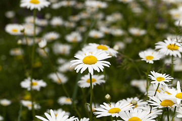 Image showing white daisy flowers.