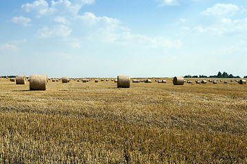 Image showing cereal harvest, summer