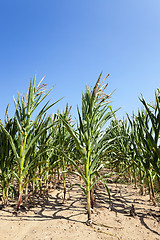 Image showing Field with corn