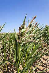 Image showing Corn field, summer