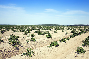 Image showing Agriculture, potato field