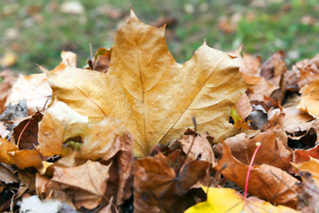 Image showing autumn in the park