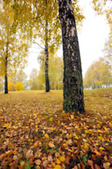 Image showing autumn in the park