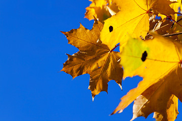 Image showing leaves on trees, autumn