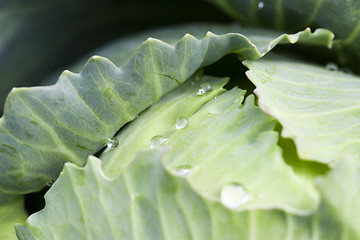 Image showing green cabbage with drops