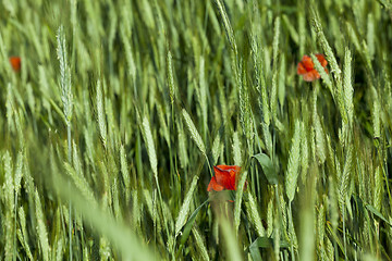 Image showing blooming red poppies