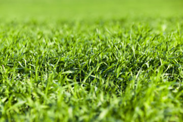 Image showing young grass plants, close-up